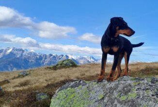 Bubi vom Leben Hemmingways