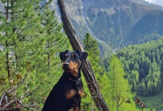 Bubi vom Leben Hemmingways