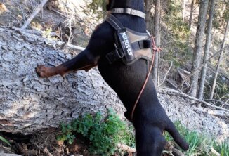 BEN - Bella vom Weidacher Hof x Griff vom Plonbach