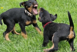 Welpenprägungsspiele