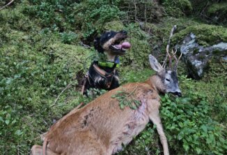 Jagdrevier Plaus Nachsuche Rehbock
Kuppelwieser Simon mit Charlie vom Almbergerhof