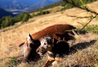 Anka - aus Fanni von der Nordkette x Lucky v. Grenzkamm mit 11 Jahren noch immer eine aktive Hündin