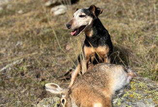 Anka auf Hasen im Hochgebirge