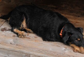 Clubfest 2025
Langweilig für ein Arbeitstier