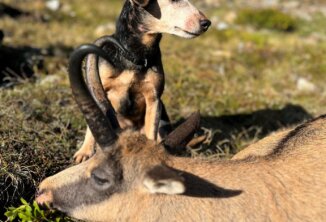 Anka auf Gamsjagd
