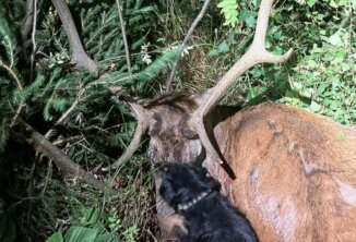 Ania vom Almbergerhof mit Hirsch