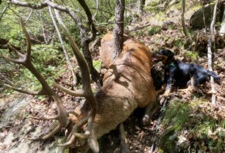DJT - Erste Erfahrungen mit der Nachsuche im Gebirge