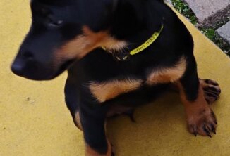 Neuzugang DJT-Hündin Walli von den Recknitzwiesen -
Foto beim Landeshubertustag in Brixen