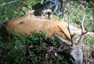Nachsuche Revier Ritten Spögler Kristian mit DJT vom Grenzkamm Nachsuche DJT vom Genzkamm