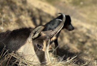 Anne Acquistapace Pietro