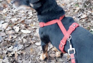 DJT von Nindl Adolf - Ipso des Monts D'Argonne aus Voller Mut's Gauner x Camelotte des Monts D'Argonne - Abgespeckt (5 kg) und Fit für die Jagd