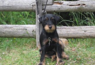 Clubfest 24 - Töbrunn DJT-Welpe betrachtet das Geschehen