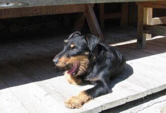 Latsch/Töbrunn - Clubfest 2024
Für einen arbeitsfreudigen DJT zu langweilig!